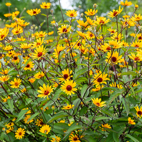 Heliopsis 'Summer Nights'