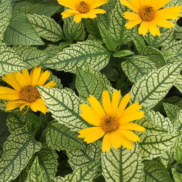 Heliopsis 'Sunstruck'