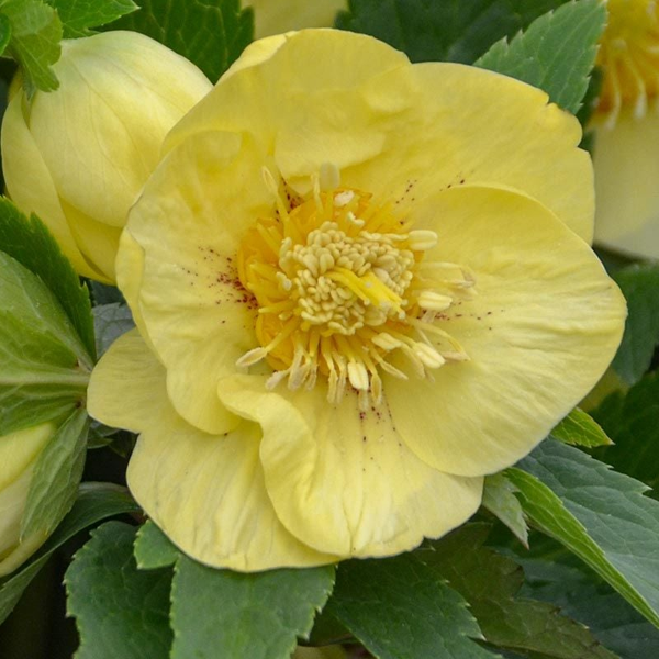 Helleborus Honeymoon 'California Dreaming'