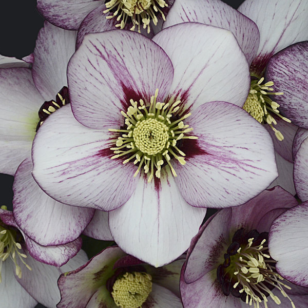 Helleborus Honeymoon 'French Kiss'
