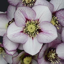 Load image into Gallery viewer, Helleborus Honeymoon &#39;French Kiss&#39;
