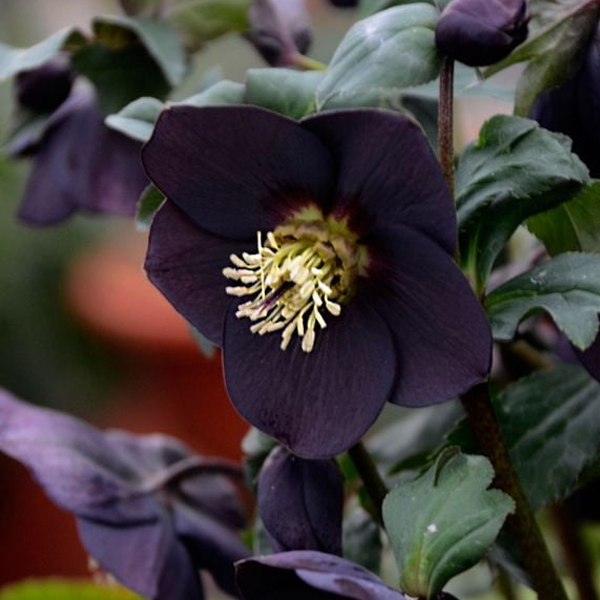 Helleborus Honeymoon 'New York Night'