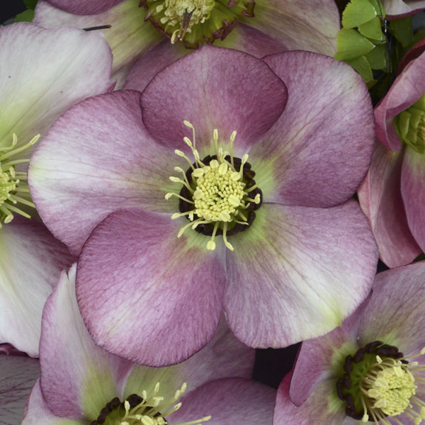 Helleborus Honeymoon 'Paris in Pink'