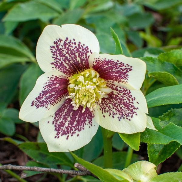 Helleborus Honeymoon 'Rio Carnival'
