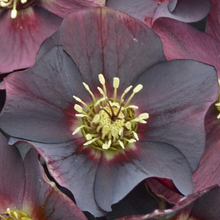 Load image into Gallery viewer, Helleborus Honeymoon &#39;Rome in Red&#39;
