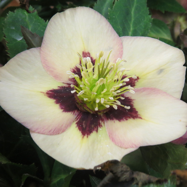 Helleborus Honeymoon 'Sandy Shores'