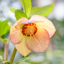 Load image into Gallery viewer, Helleborus Honeymoon &#39;Tropical Sunset&#39;
