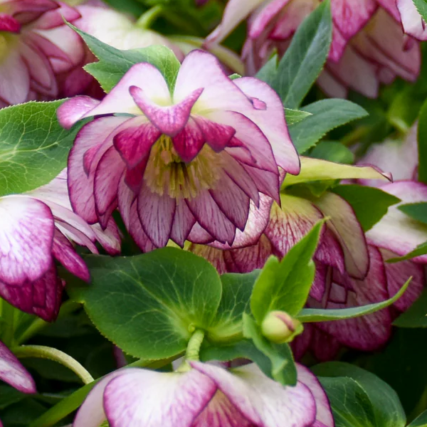 Helleborus Wedding Party 'Blushing Bridesmaid'