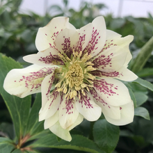 Load image into Gallery viewer, Helleborus Wedding Party &#39;Confetti Cake&#39;
