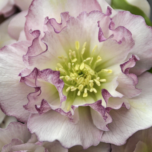 Helleborus Wedding Party 'Flower Girl'