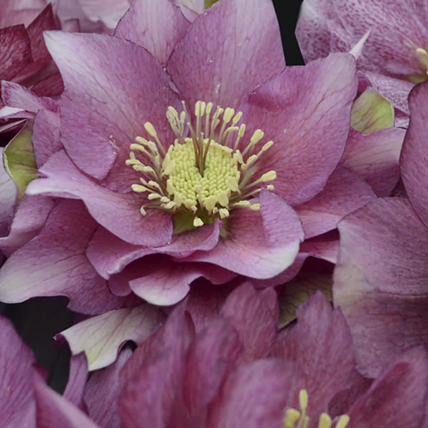 Helleborus Wedding Party 'Maid of Honor'
