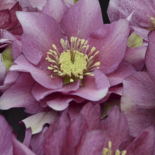 Load image into Gallery viewer, Helleborus Wedding Party &#39;Maid of Honor&#39;
