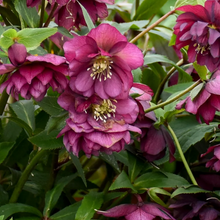 Load image into Gallery viewer, Helleborus Wedding Party &#39;True Love&#39;
