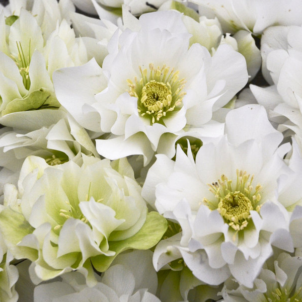 Helleborus Wedding Party 'Wedding Bells'