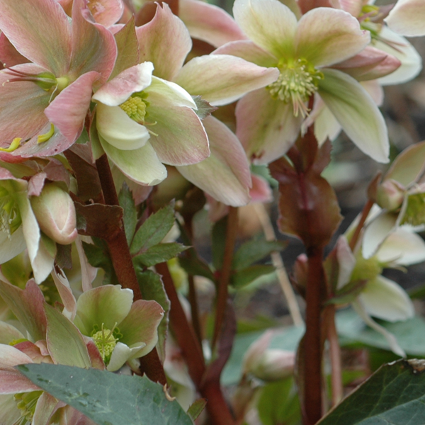 Helleborus 'Candy Love'