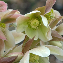 Load image into Gallery viewer, Helleborus &#39;Candy Love&#39;
