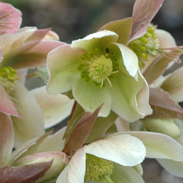 Helleborus 'Candy Love'