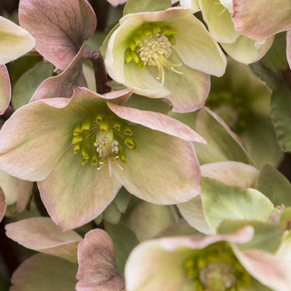 Helleborus 'Ivory Prince'