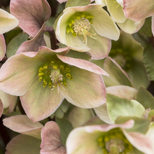 Load image into Gallery viewer, Helleborus &#39;Ivory Prince&#39;

