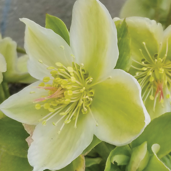 Helleborus 'Snow Love'