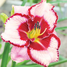 Load image into Gallery viewer, Hemerocallis &#39;Lies and Lipstick&#39; - 2 Gallon Pot
