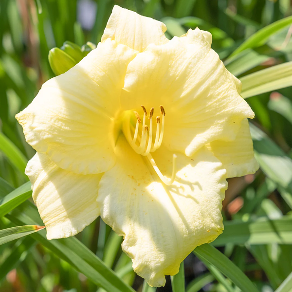 Hemerocallis 'Fragrant Returns'