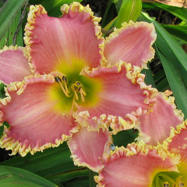 Hemerocallis 'Heavenly Pink Fang'