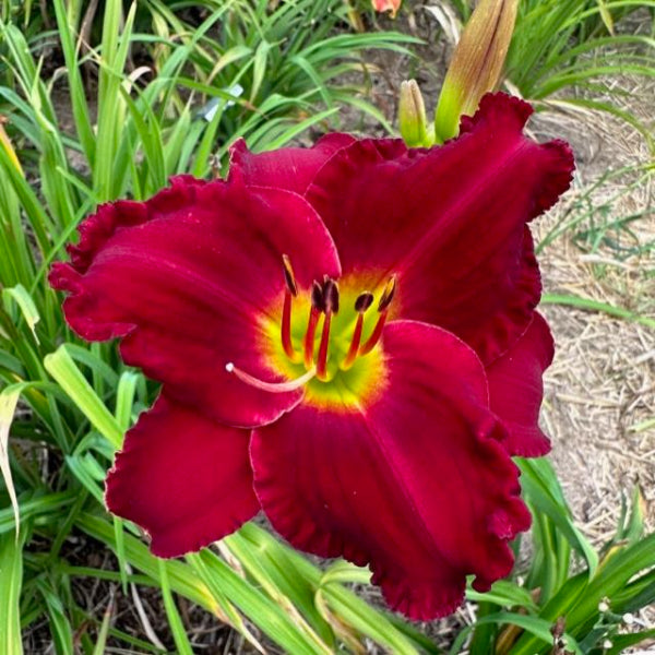 Hemerocallis 'Indy Rhapsody'