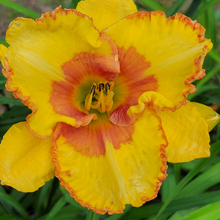 Load image into Gallery viewer, Hemerocallis &#39;Irresistible Charm&#39;
