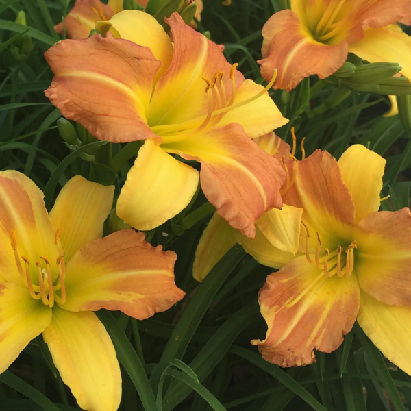 Hemerocallis 'Punch Yellow'
