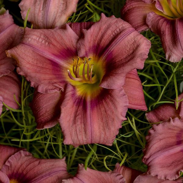 Hemerocallis 'Rosy Returns'