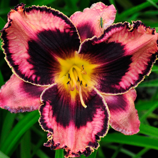 Hemerocallis 'Simmons Overture'