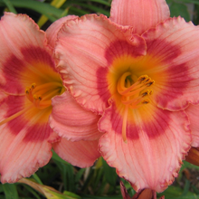 Load image into Gallery viewer, Hemerocallis &#39;Strawberry Candy&#39;
