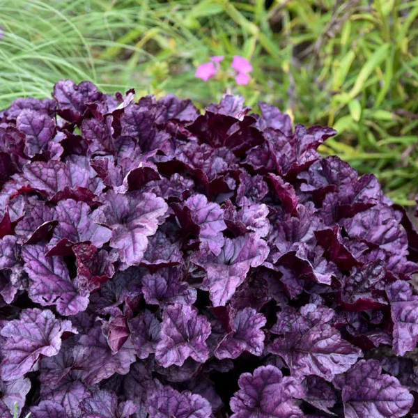 Heuchera Dolce 'Wildberry'