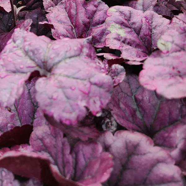 Heuchera Dolce 'Wildberry'