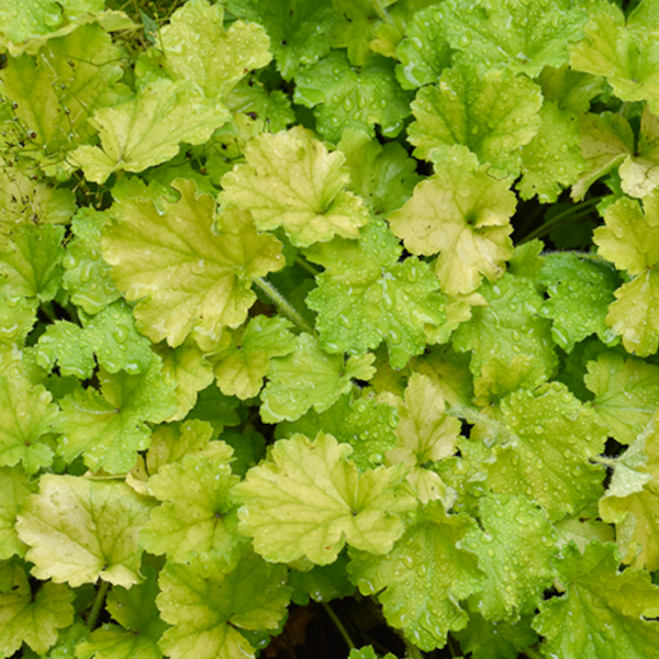 Heuchera 'Lemon Love'