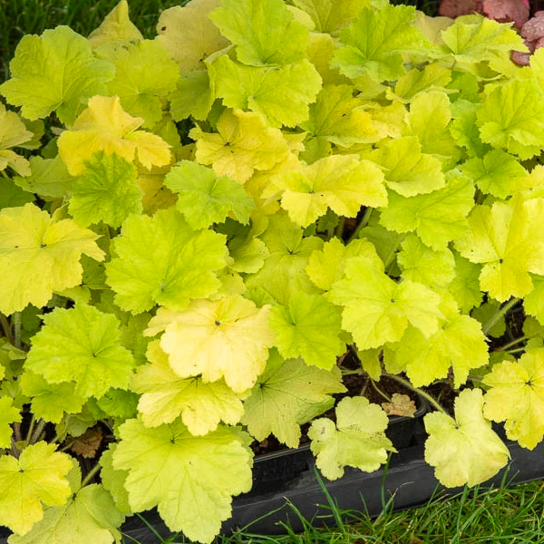Heuchera 'Lemon Love'
