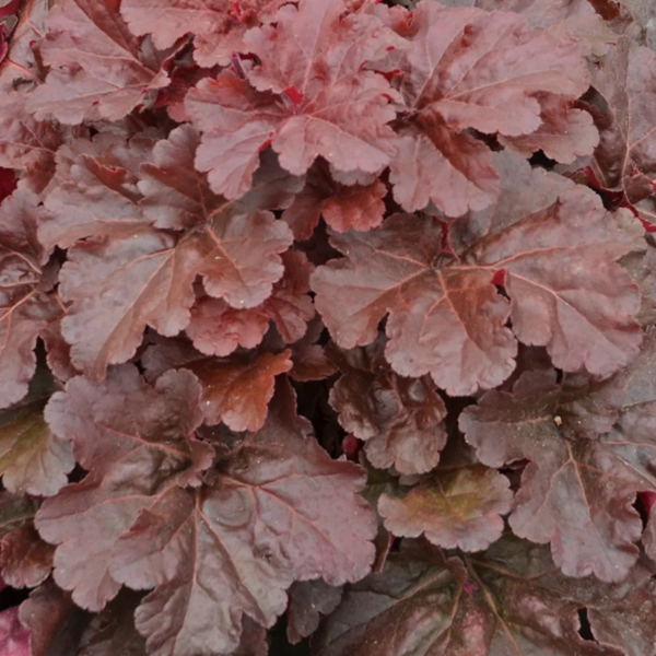 Heuchera 'Mahogany Monster'