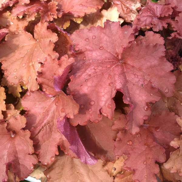 Heuchera 'Peachberry Ice'