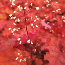 Load image into Gallery viewer, Heuchera &#39;Peachberry Ice&#39;
