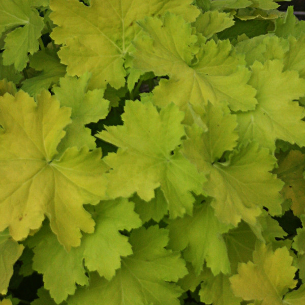 Heuchera 'Pistache'