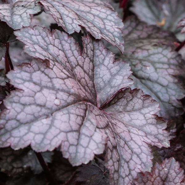 Heuchera 'Plum Crazy'
