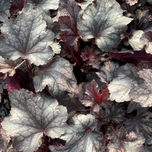 Load image into Gallery viewer, Heuchera &#39;Plum Crazy&#39;
