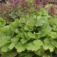 Load image into Gallery viewer, Heuchera &#39;Pretty Pistachio&#39;
