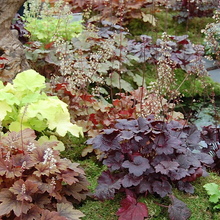 Load image into Gallery viewer, Heuchera americana
