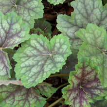 Load image into Gallery viewer, Heuchera americana &#39;Dales Strain&#39;
