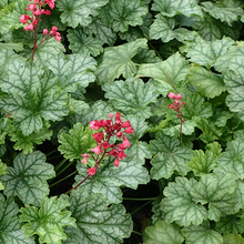 Load image into Gallery viewer, Heuchera americana &#39;Dales Strain&#39;
