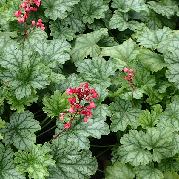 Heuchera americana 'Dales Strain'