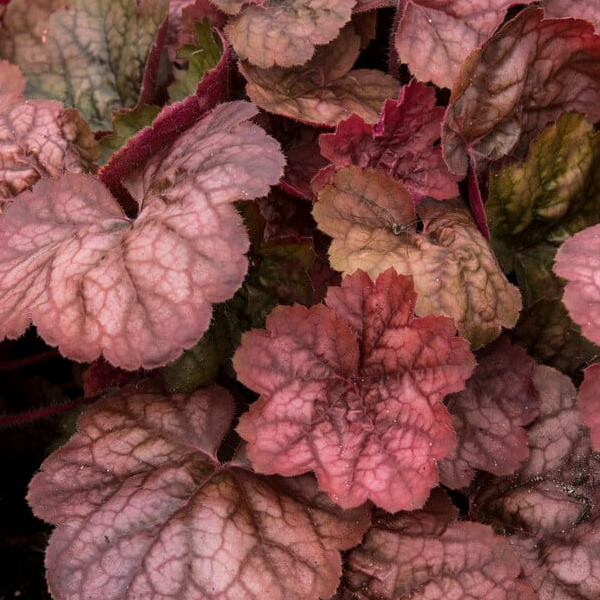 Heuchera 'Apricot'