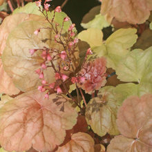 Load image into Gallery viewer, Heuchera &#39;Apricot&#39;
